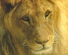 240px-Male_lion_olomouc.jpg