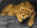 800px-Lioness_updated.jpg